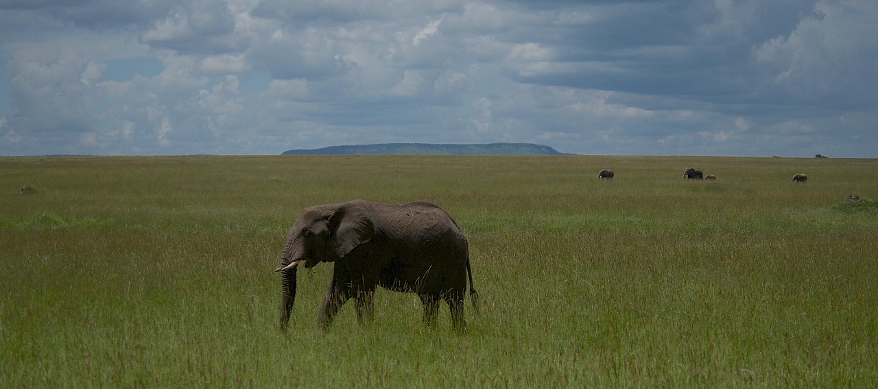 Maasai Tribe