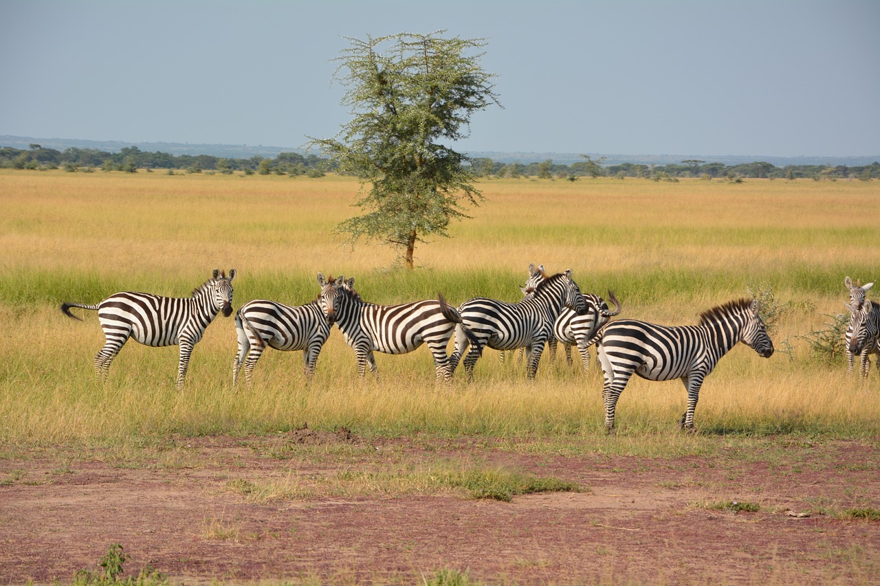Zebras migrating